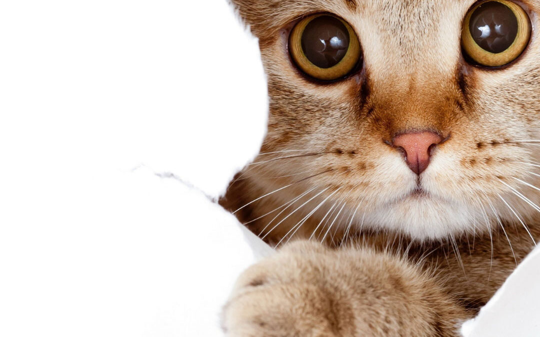 A ginger tabby cat with wide, curious eyes peeks through a ripped hole in a white paper background, extending one paw forward - www.imperialnebraskainsurance.com